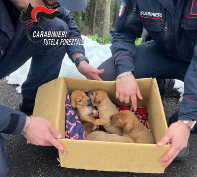 I carabinieri salvano la vita a cinque cuccioli