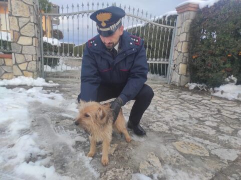 Cucciolo tratto in salvo dai carabinieri