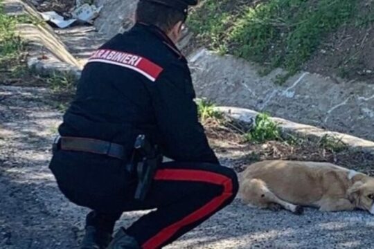 San Martino. 80enne denunciata per aver preso un cane a bastonate un cane