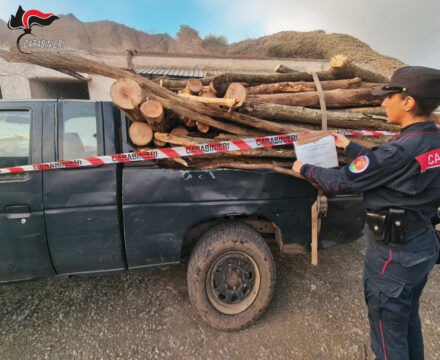 Due persone denunciate per furto di legname e taglio abusivo