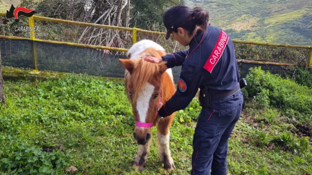 I carabinieri salvano tre pony abbandonati