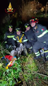 I vigili del fuoco salvano un cane caduto in una vasca