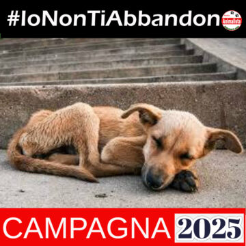 Non abbandonate i cani per andare in vacanza Non abbandonate i cani per andare in vacanza