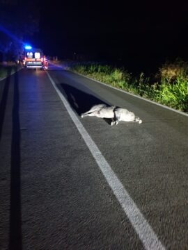Airola: cinghiale contro un’auto, sfiorata la tragedia Airola: cinghiale contro un’auto, sfiorata la tragedia