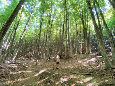 Partenio: terapia forestale all’oasi WWF di Pannarano Partenio: terapia forestale all’oasi WWF di Pannarano