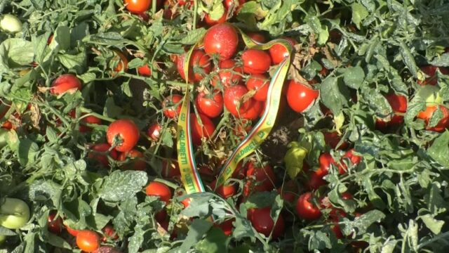 In aumento la produzione di pomodori in tutta la Campania