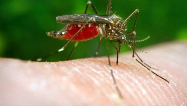 Il West Nile miete la terza vittima in Campania Il West Nile miete la terza vittima in Campania
