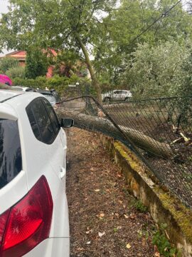 Valle Caudina: albero cade su un’auto in sosta Valle Caudina: albero cade su un’auto in sosta