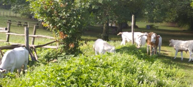 Cervinara: castagneti devastati e invasi dalle mucche Cervinara: castagneti devastati e invasi dalle mucche
