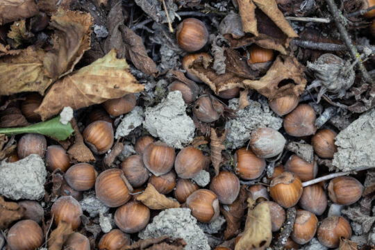 Al via il monitoraggio per i danni alle coltivazioni delle nocciole Al via il monitoraggio per i danni alle coltivazioni delle nocciole