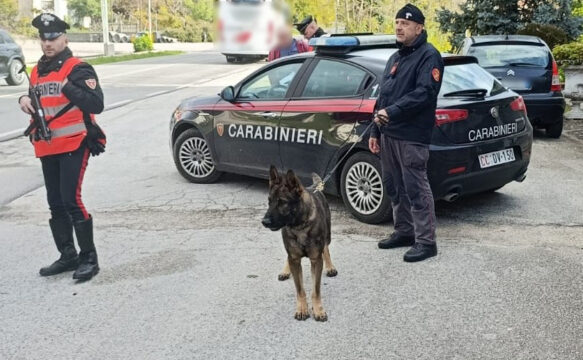 Anche un cane carabinieri impiegato nei controlli per la movida