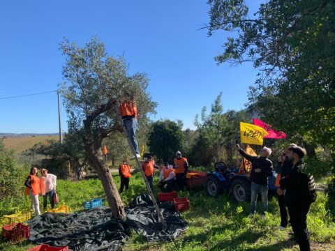 Arriva l’olio prodotto in un terreno confiscato alla camorra