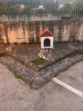 Rotondi: la giunta Finelli lancia la canpagna di sensibilizzazione per i cani randagi