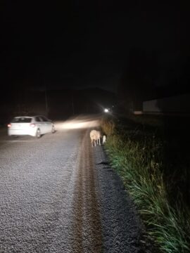 Cervinara: capretta e figlio salvati da automobilisti dal grande senso civico