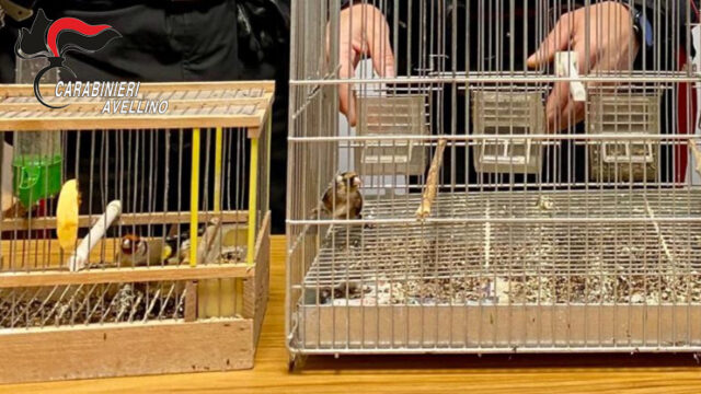 I Carabinieri denunciano 40enne per detenzione illegale di fauna protetta