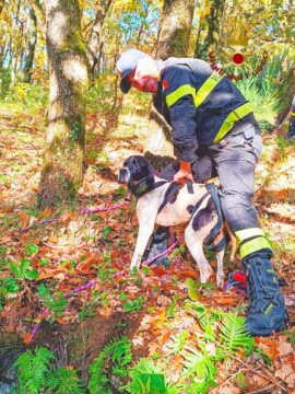 I vigili del fuoco salvano un cane caduto in un pozzo