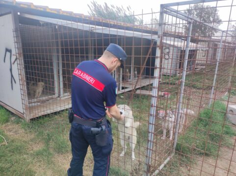 Canile lager scoperto in una palazzina