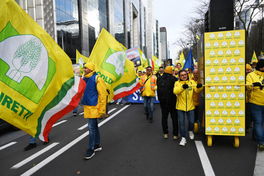 Nel 2025 siamo stati invasi da mezzo miliardi di chili di olio d’oliva straniero