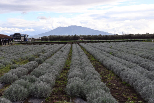 Coldiretti Campania soddisfatta: dal decreto flussi in arrivo 6.217 lavoratori agricoli
