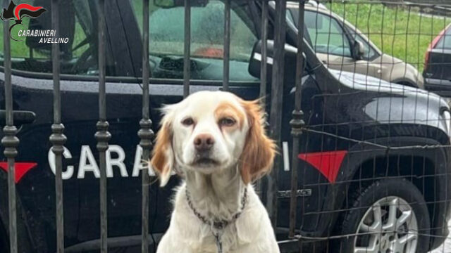 I carabinieri denunciano tre persone per aver maltrattato i loro cani