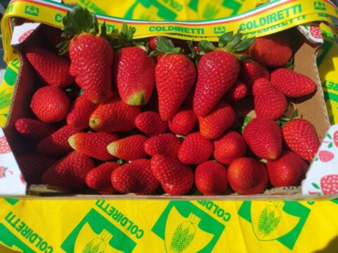 Il ragnetto rosso minaccia la produzione delle fragole