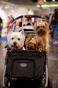 Un weekend indimenticabile per tutti gli amanti degli animali