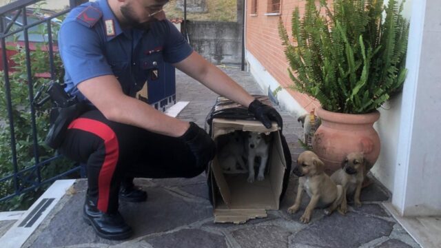 I carabinier salvano 5 cuccioli abbandonati