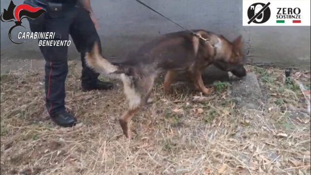 I carbinieri sequestrano droga e deperiscono un 42enne in stato di libertà