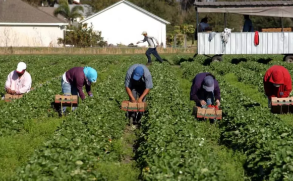 Caporalato in agricoltura: gli strumenti della Coldiretti Campania per contrastarlo