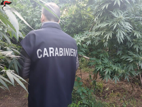 I carabinieri scoprono una piantagione di marijuana e arrestano due persone